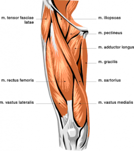 muscles of the anterior thigh